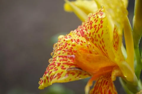 Raindrops Foto stock