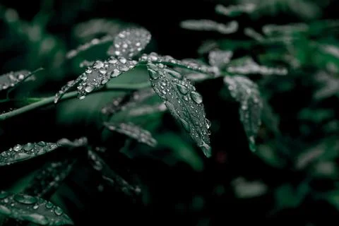 Raindrops Stock Photos