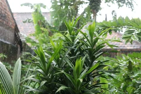 Raindrops Stock Photos