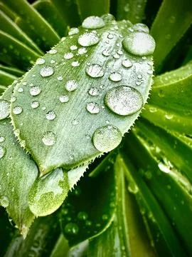 Raindrops Stock Photos