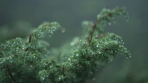 Raindrops on a pine branch in the forest after the rain. Stock Footage 214327239