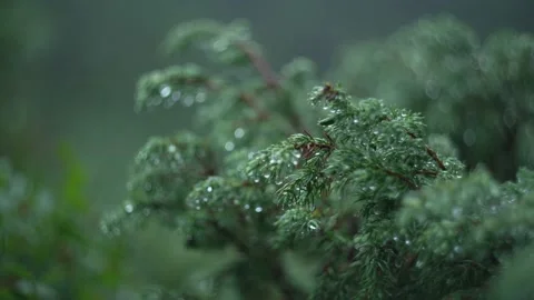 Raindrops on a pine branch in the forest after the rain. Macro shooting in fog Stock Footage 229407064
