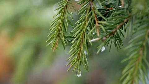 Raindrops On Pine Branches Stock Footage 108848835
