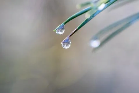 Raindrops on pine needles after a shower Stock Photos