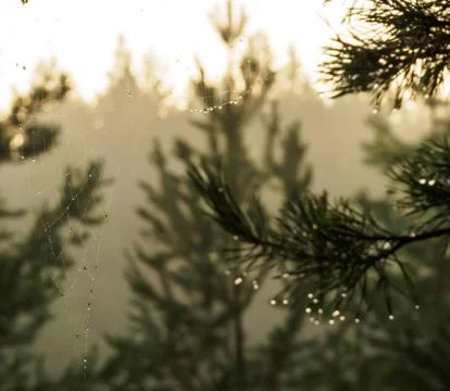 Raindrops on pine needles and cobwebs glow at sunset, in a beautiful and pict Stock Photos