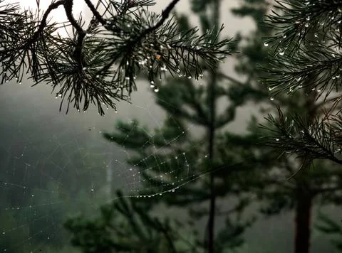 Raindrops on pine needles and cobwebs glow at sunset, in a beautiful and pict Stock Photos