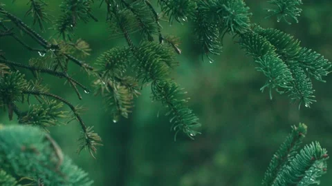 Raindrops on pine needles close-up Stock Footage 234054104
