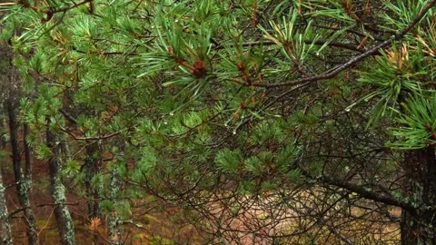 Raindrops on Pine Needles Close Up Stock Footage 324706686