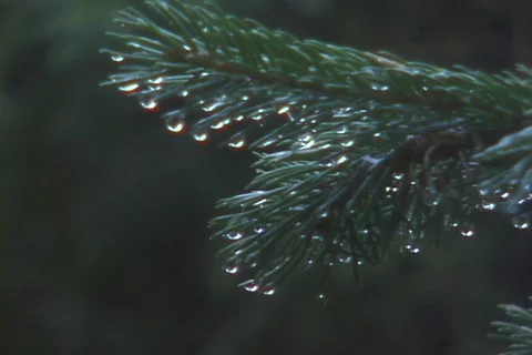 Raindrops on Pine needles Stock Footage