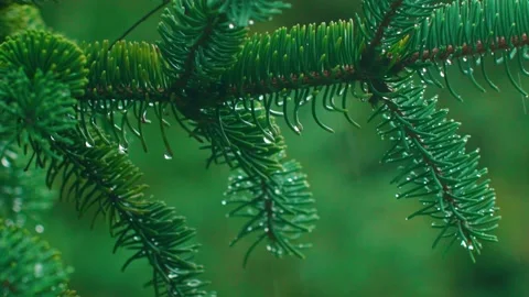 Raindrops on pine needles Stock Footage 234054003