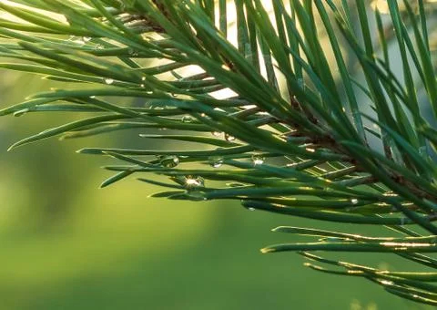 Raindrops on pine needles Stock Photos