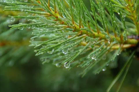 Raindrops on pine needles Stock Photos