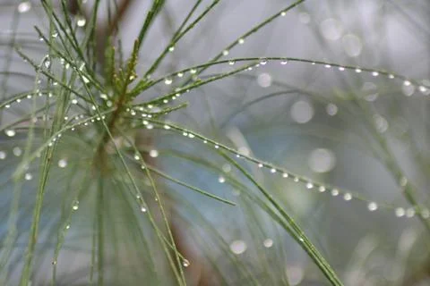Raindrops on Pine Needles Stock-Fotos