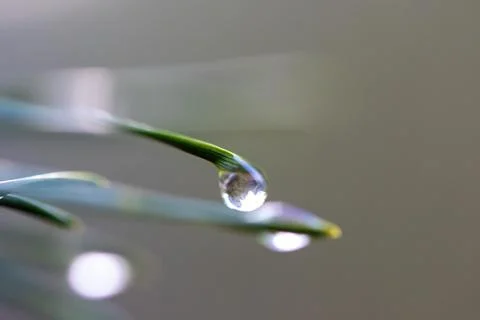 Raindrops on pine needles Stock Photos