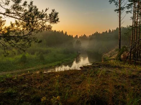 Raindrops on pine needles in the sunlight at sunset, in a beautiful and pictu Stock Photos