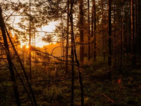 Raindrops on pine needles in the sunlight at sunset, in a beautiful and pictu Stock Photos