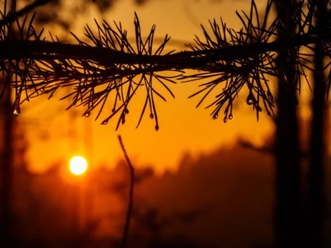 Raindrops on pine needles in the sunlight at sunset, in a beautiful and pictu Stock Photos
