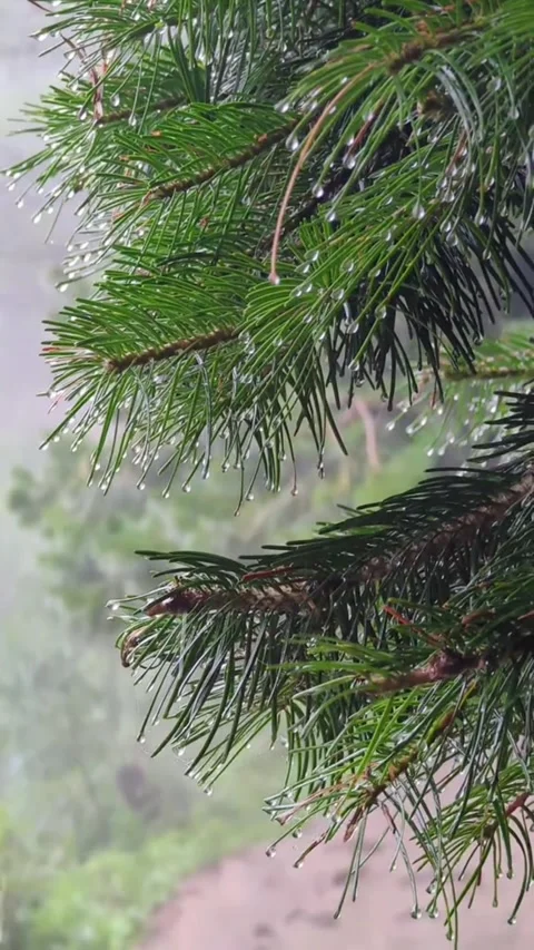 Raindrops on Pine Tree Needles in a Misty Forest Video stock 343832735