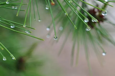 Raindrops on pine tree Stock Photos