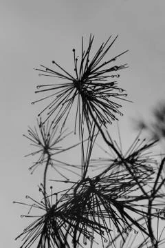 Raindrops pine tree 스톡 사진