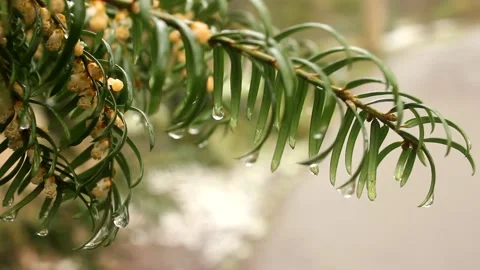 Raindrops On Pineleaf  RAW Stock Footage 237261174