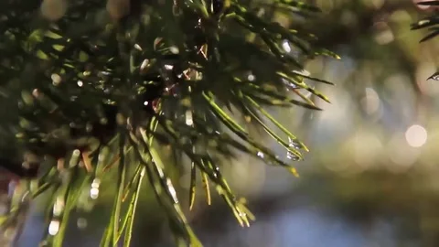 Raindrops on pines Video stock 75149499