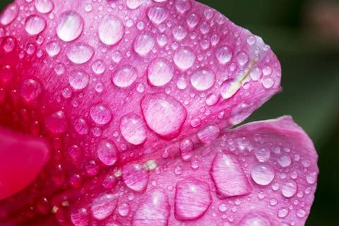 Raindrops on a pink tulip petal. Foto stock