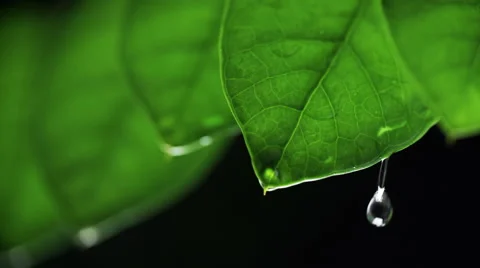 Raindrops on a Plant Leaf Stock Footage 68991610