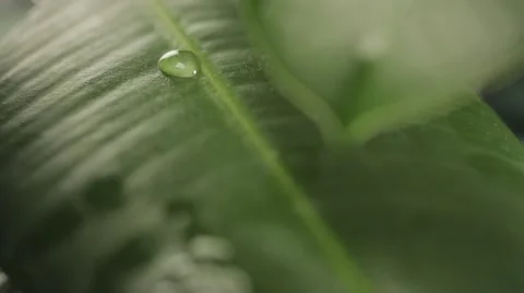 Raindrops on a plant leaf. Refocusing Video stock 67353010