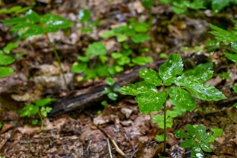 Raindrops on a plant Stock Photos