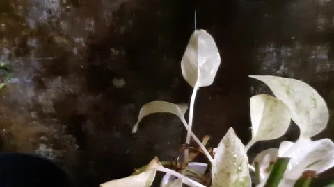 Raindrops on the plant pot 2 库存影片 288800353