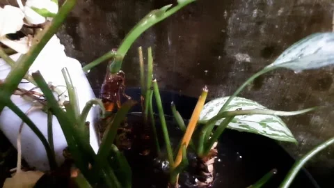 Raindrops on the plant pot 库存影片 288800326