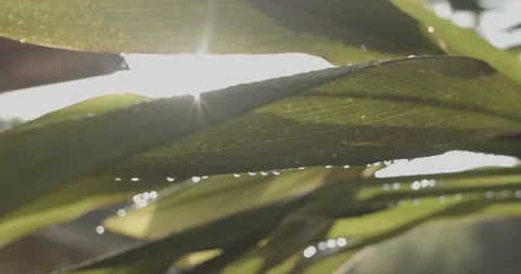 Raindrops on plants Stock Footage 197357594