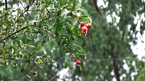 Raindrops from a pomegranate tree Stock Footage 304081618