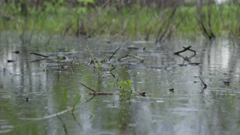 Raindrops in the pond Stock Footage 195859912