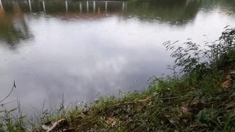 Raindrops on pond Stock Footage 224222722