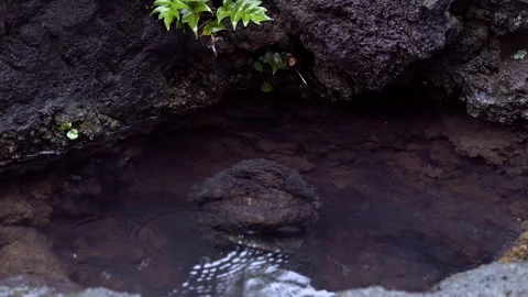 Raindrops on a pond Video stock 275563800