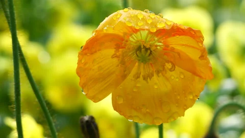Raindrops on Poppy 스톡 동영상 187234754