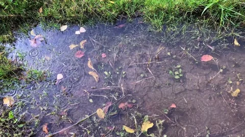 Raindrops in a puddle with autumn leaves Stock Footage 161824639