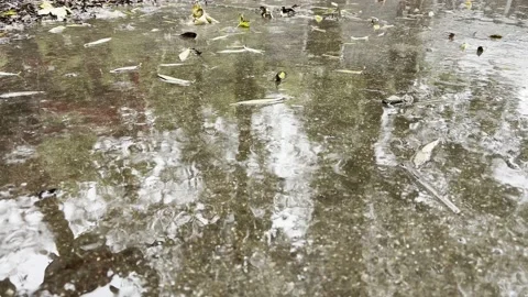 Raindrops In Puddle During Heavy Rain Stock Footage 219674755
