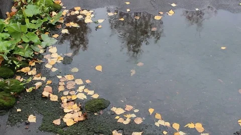 Raindrops on a puddle in the fall Stock Footage 81089039