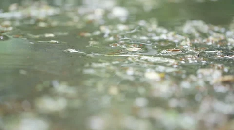 Raindrops in puddle 스톡 동영상 39034537