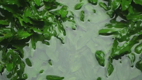 Raindrops in puddles on green grass, after heavy rain and still cloudy day. Stock Footage 159393277