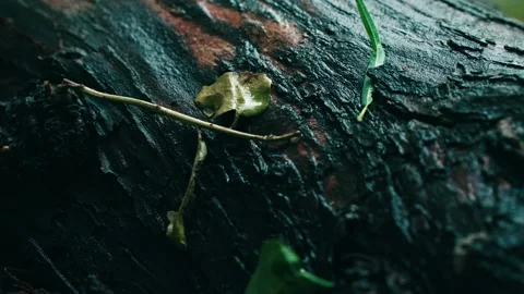 Raindrops, quaint trees, fallen leaves Stock Footage 233783482