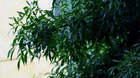 Raindrops - rain - branches - leaves Stock Footage 258219266