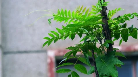 Raindrops - rain - leaves and branches close-up 動画素材 258219308