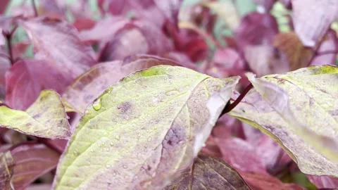 Raindrops On Red And Green Leaf Stock Footage 219674525