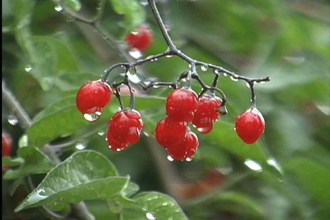 Raindrops on red berries Stock Footage 745339