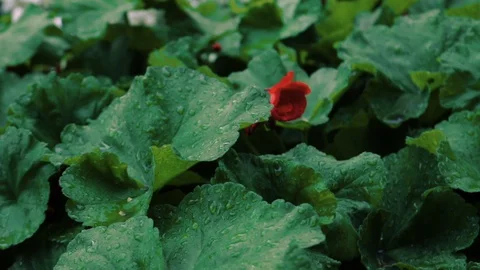 Raindrops on a red flower bush Stock Footage 101122627