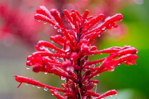 Raindrops on a red flower - macro Stock Photos